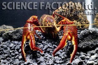 魚類.甲殻類/生体 - SCIENCE FACTORY ltd. (Page 1) 魚類.甲殻類/生体 - SCIENCE FACTORY ltd. (Page 1)