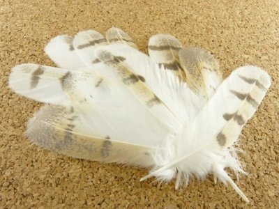 画像3: メンフクロウの羽 ■Mサイズ【10本セット】