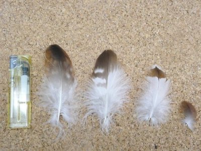 画像1: レッドテールホークの羽 ■Sサイズ【10本セット】