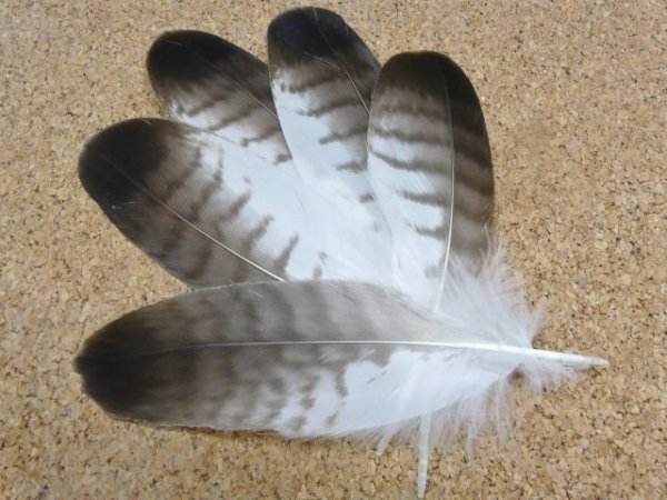 画像1: レッドテールホークの羽 ■Lサイズ【5本セット】 (1)