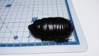 と*！様 未展足標本まとめ売り と*！様 未展足標本まとめ売り - メルカリ