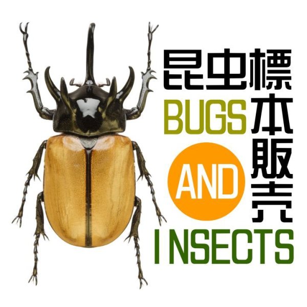 画像1: 昆虫標本販売カテゴリー (1)