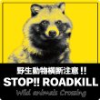 画像1: 【 STOP！ROADKILL 】正方形マグネットステッカー★タヌキ  (1)