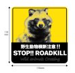 画像2: 【 STOP！ROADKILL 】正方形マグネットステッカー★タヌキ  (2)