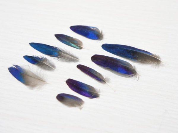 画像1: テリムクの羽セット(Mサイズ/10本セット) (1)