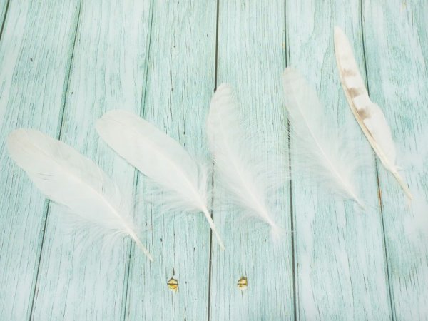 画像1: シロオオタカの羽【Lサイズ5本セット】 (1)