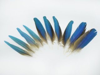 羽根,フェザー販売□換羽期限定など希少商材多数あり 動物