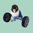 画像5: 知能開発/教育玩具:インコ・オウム用バランスバイク (5)