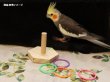 画像5: 色識別能力/知育玩具:インコ・オウム用カラースタッキング (5)