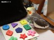 画像3: 形状記憶/色識別能力:インコ・オウム用トレーニングブロック (3)