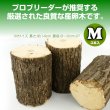 画像2: 産卵木【Mサイズ:3本セット】クワガタ繁殖用ホダ木 (2)