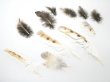 画像4: ★アウトレット品★猛禽類の羽 B品 28本セット (4)