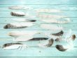 画像1: ★アウトレット品★猛禽類の羽 B品 19本セット (1)