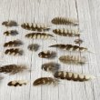 画像4: 猛禽類の羽MIX 30本セット No.A (4)