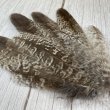 画像3: ★アウトレット品★カラフトフクロウの羽 8本セット (3)