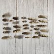 画像1: 猛禽類の羽MIX 30本セット No.A (1)