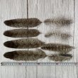 画像2: ★アウトレット品★カラフトフクロウの羽 8本セット (2)