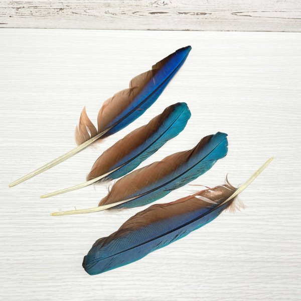 画像1: ★アウトレット品★ベニコンゴウインコの羽LLサイズ/4本セット (1)