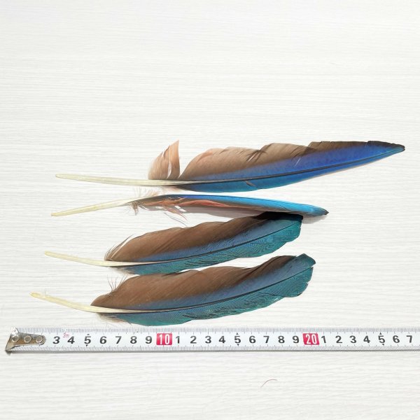 画像3: ★アウトレット品★ベニコンゴウインコの羽LLサイズ/4本セット (3)