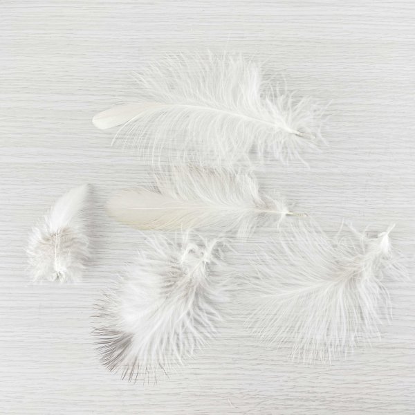 画像5: 猛禽類の羽MIX 30本セット No.G (5)