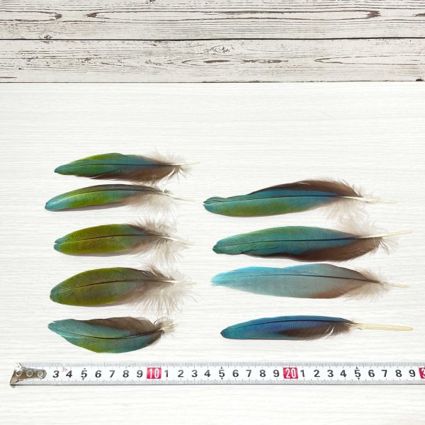 画像2: ★ベニコンゴウインコの羽MLサイズ/9本セット (2)