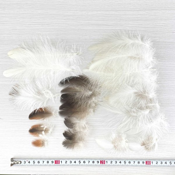 画像2: 猛禽類の羽MIX 30本セット No.G (2)