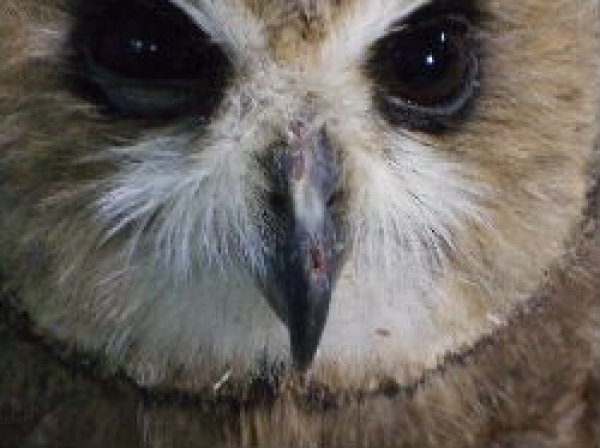 画像1: ■アフリカコミミズク★Short-eared Owl■ (1)