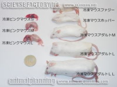 画像1: ■冷凍ピンクマウス 【Ｓサイズ】10匹