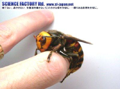 画像1: 日本で最も危険な野生生物★オオスズメバチ 