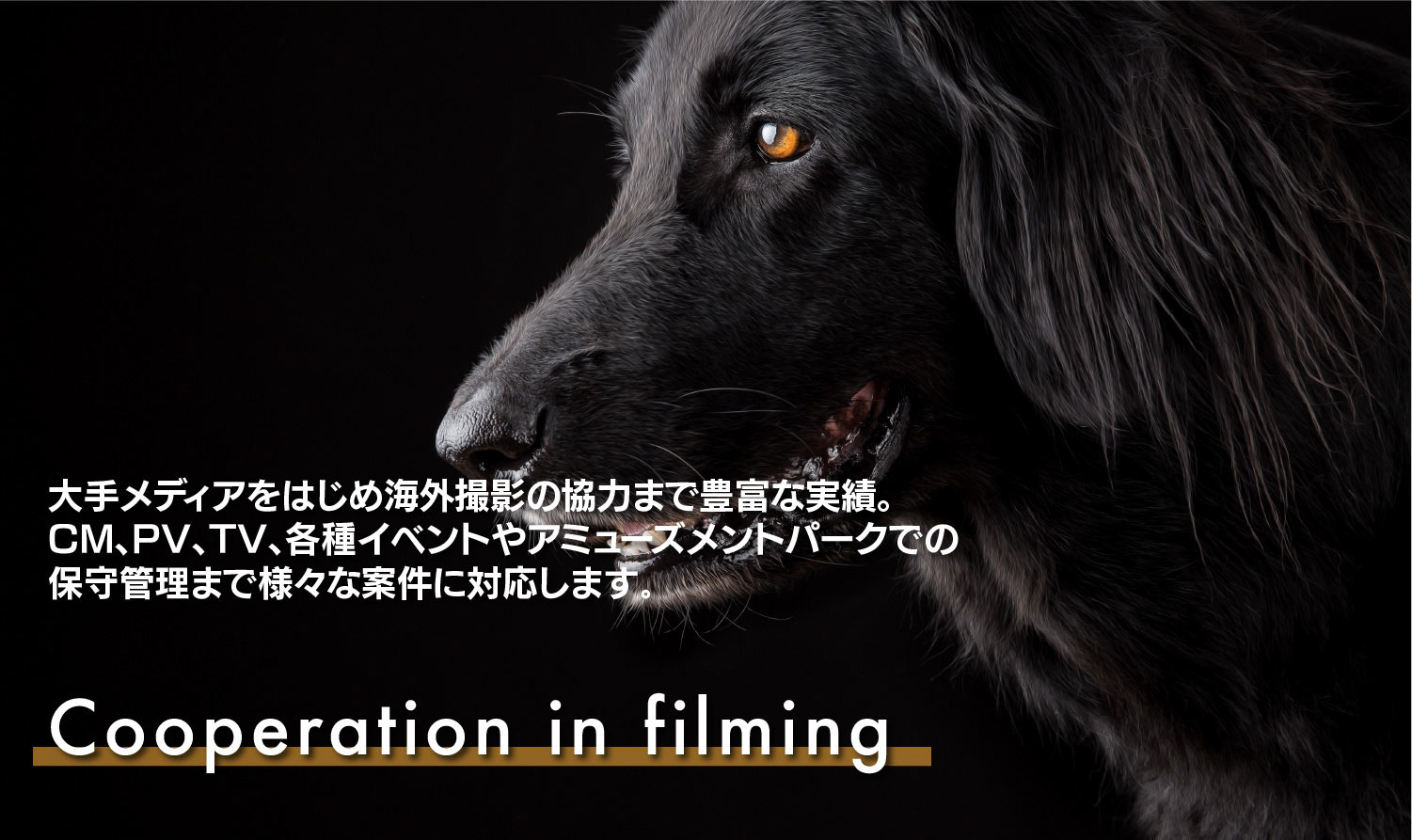 動物プロダクション事業:撮影協力履歴