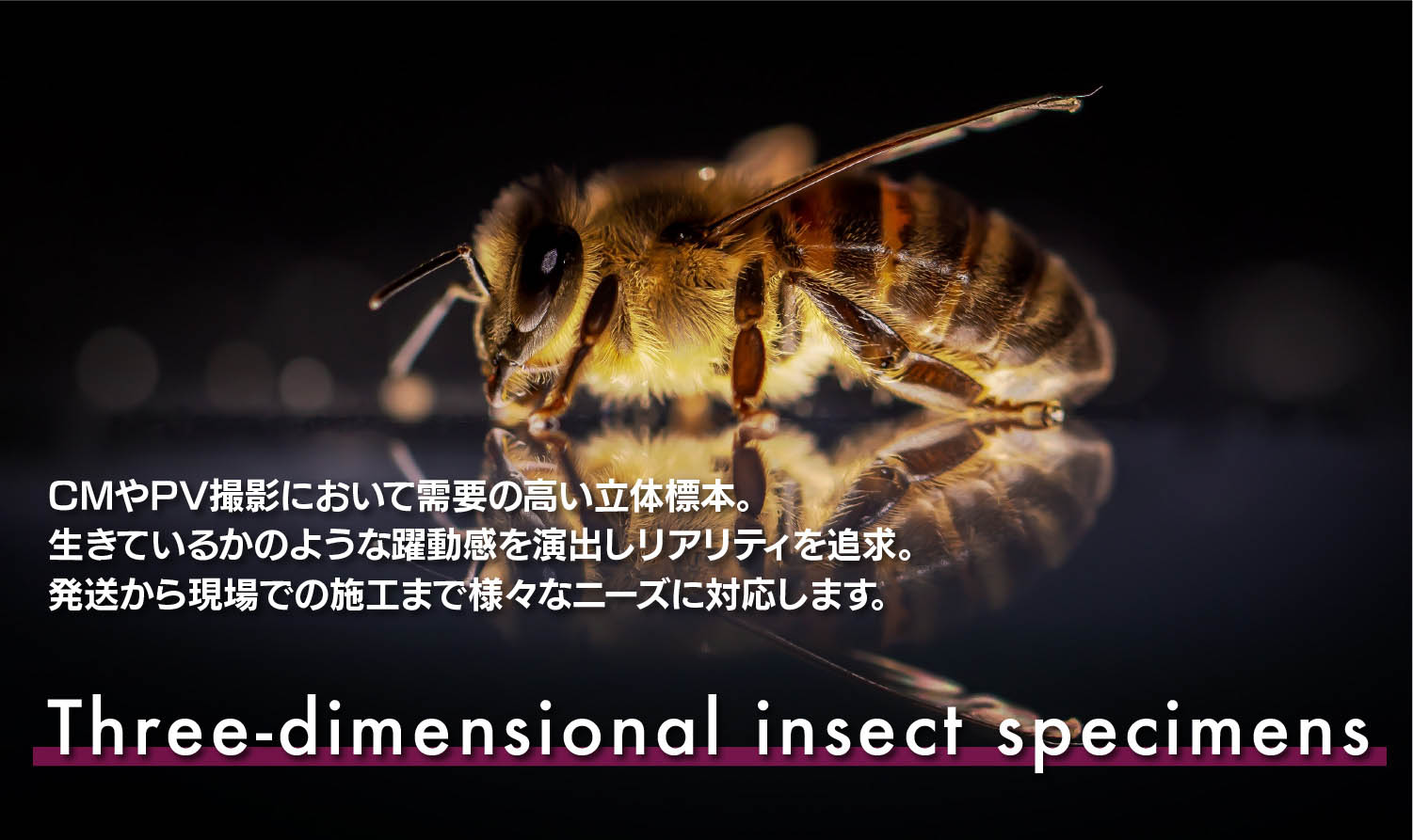 立体3D標本【昆虫特撮】